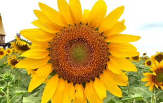 Sunflower with Helen Keller quote